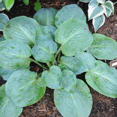 Hosta 'Mystic Star' Hosta 'Mystic Star'